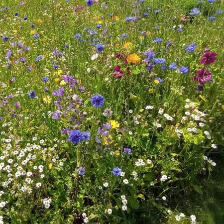 Handeln für die Schöpfung