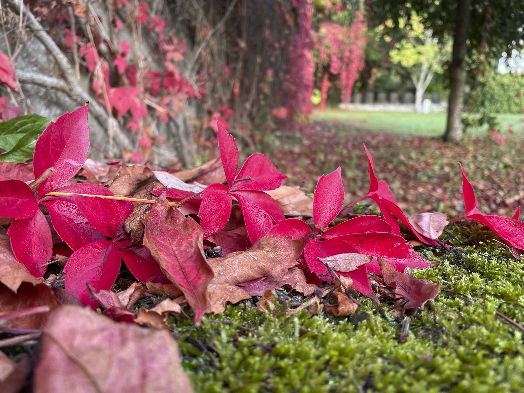 Roter Wein