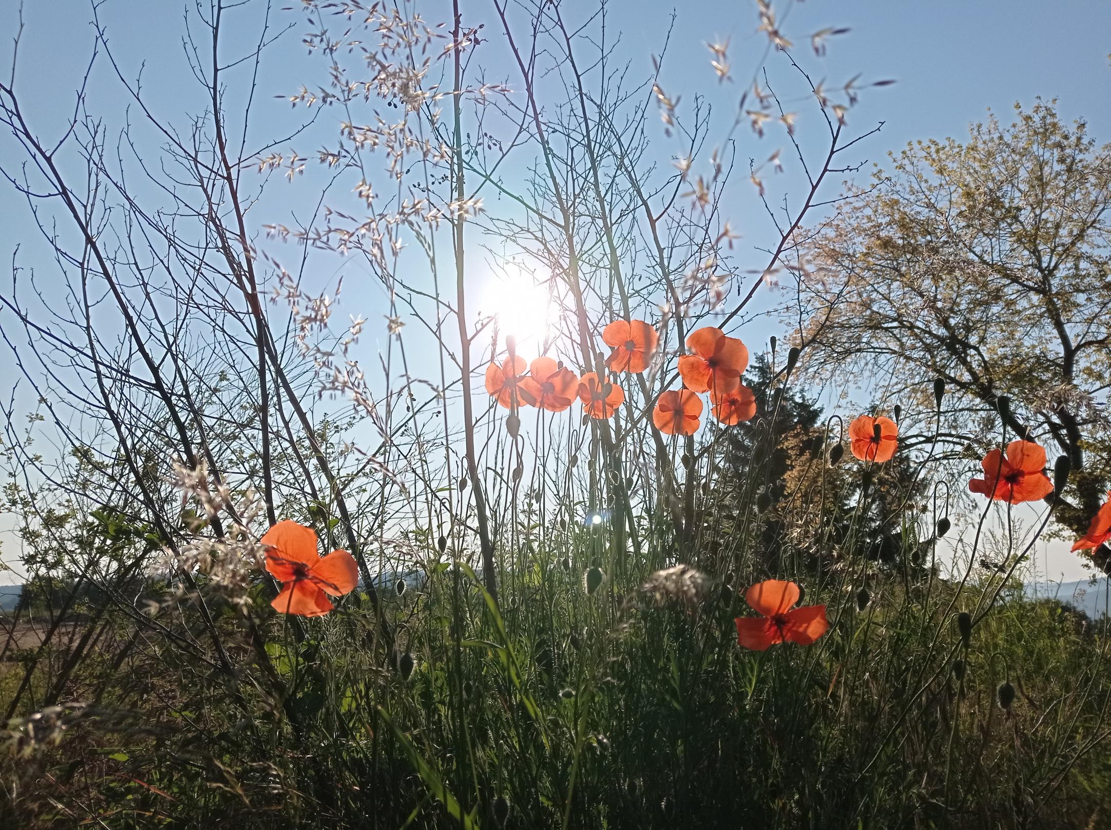 Sommer, Sonne