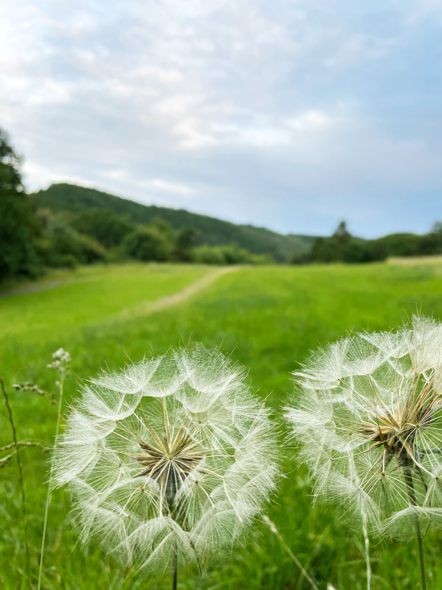 löwenzahn_sommer_1