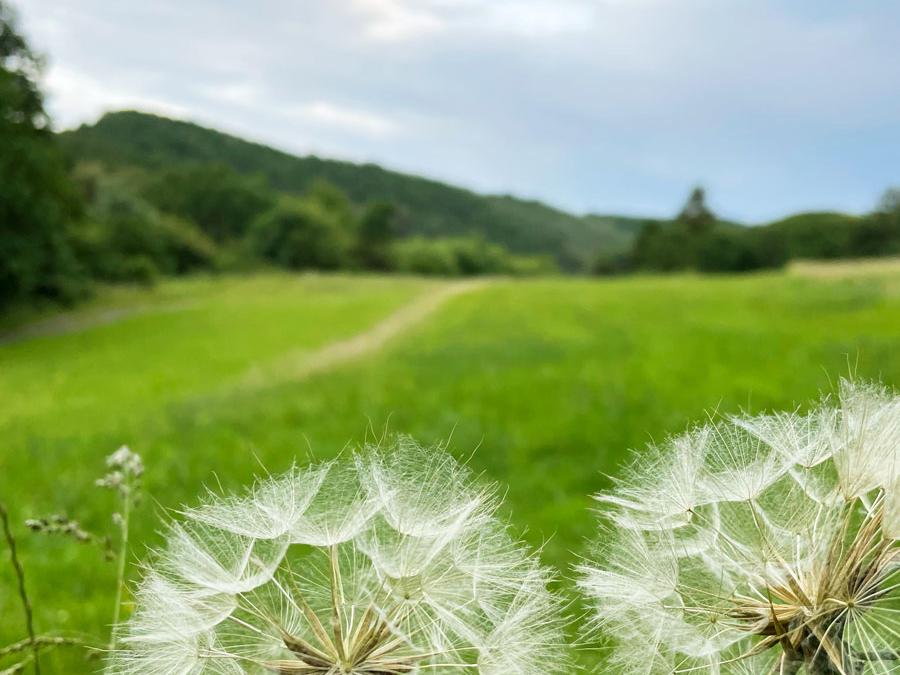 löwenzahn_sommer_1
