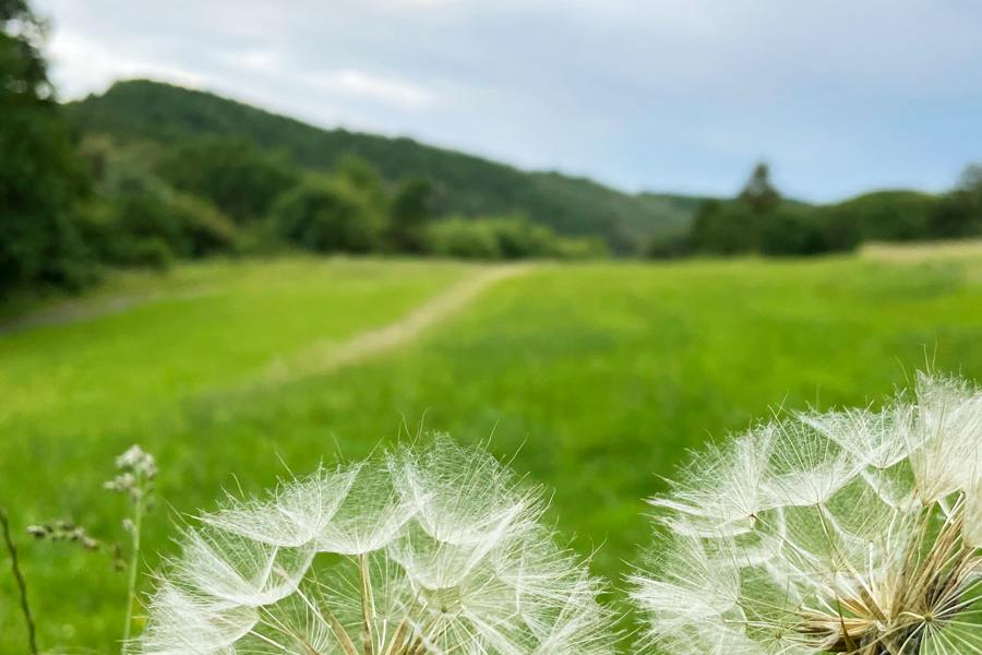 löwenzahn_sommer_1